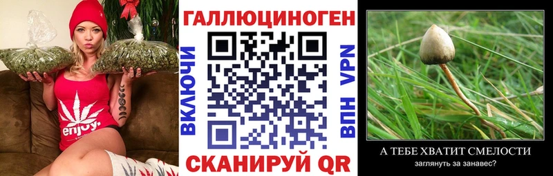 Галлюциногенные грибы GOLDEN TEACHER  hydra зеркало  Новодвинск 